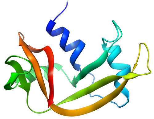 Ribonuclease A